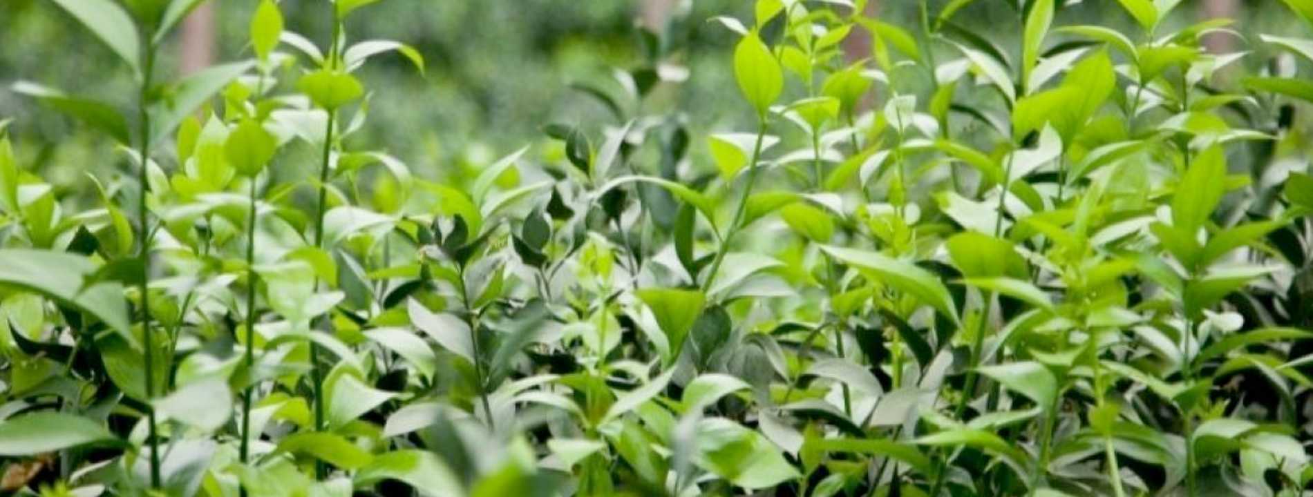 Ruscus