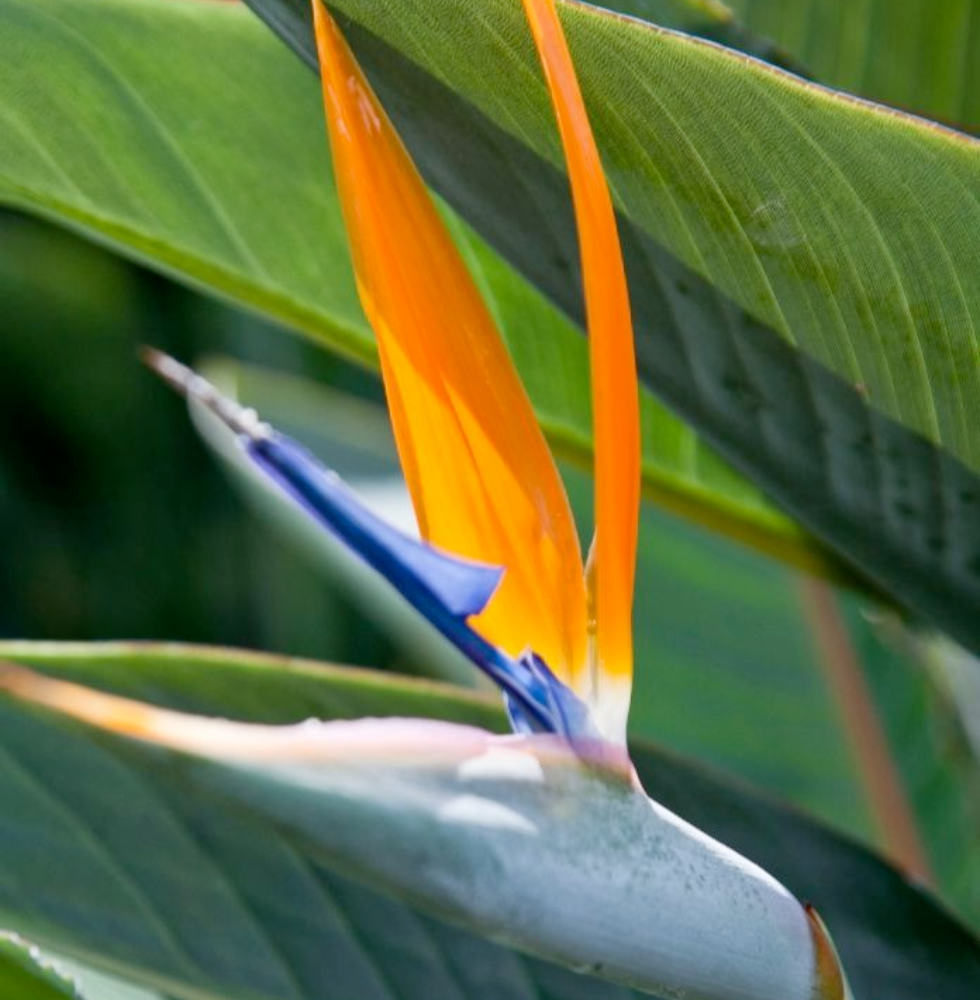 Bird from paradise